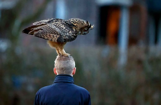 819105_owl-lands-on-head-netherlands-noordeinde-2