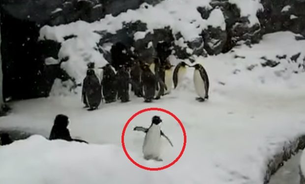 piguin