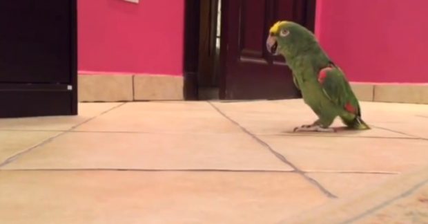 Funny-Parrot-Laughs-Like-Villian-1200×627