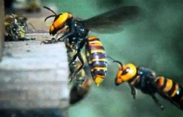 wasps