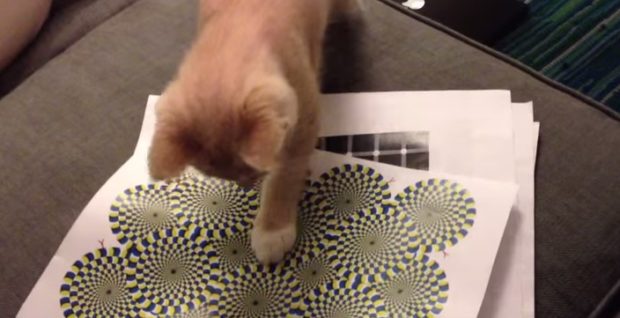 cat-and-illusion-jpg