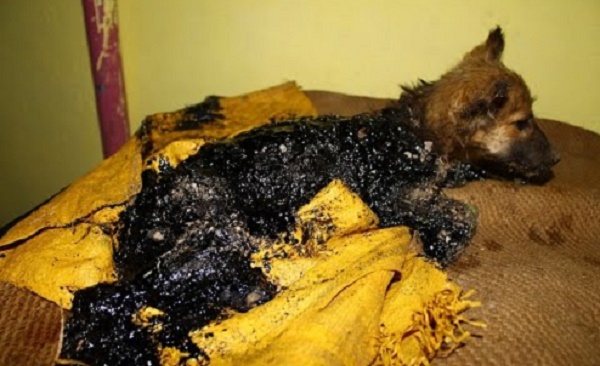 puppy-rescued-covered-in-tar-watch-her-happy-ending-vfx