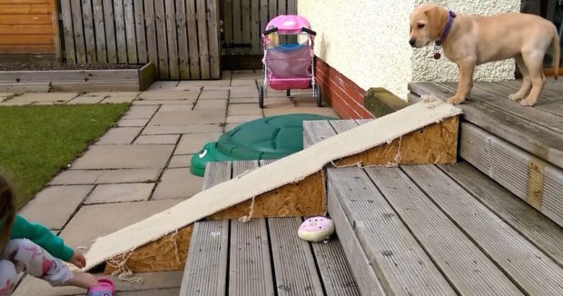 Cute-Labrador-Puppy-Turns-Ramp-Into-A-Fun-Slide