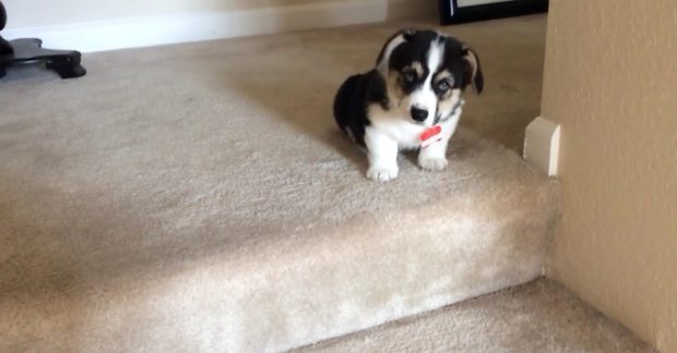 corgi-puppy-stairs-1200×627