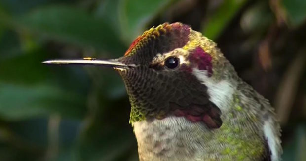 amazing-hummingbird