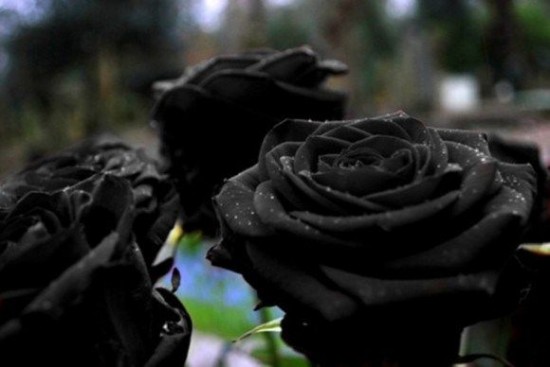 halfeti-black-roses4-550×367