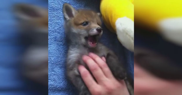 Baby-Fox-Tickles-2