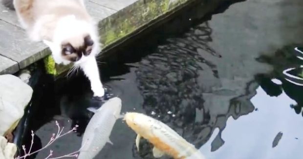 Timo-The-Cat-Koi-Pond-Cute