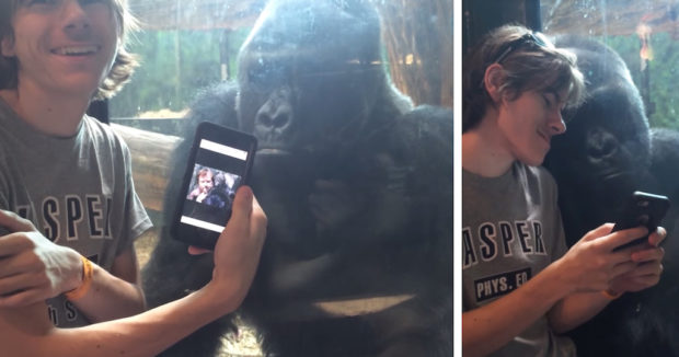 man-smartphone-gorilla-jelani-louisville-zoo-fb