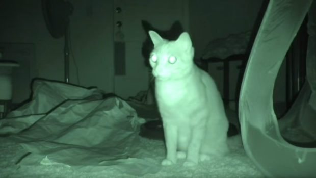 spooky-cats