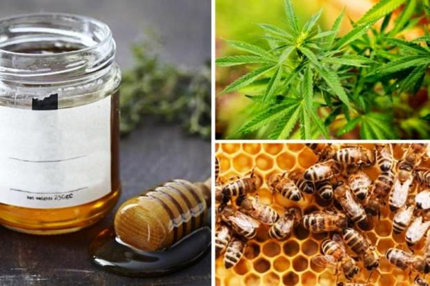 main-cannabis-honey