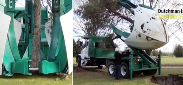 dutchman-tree-removal