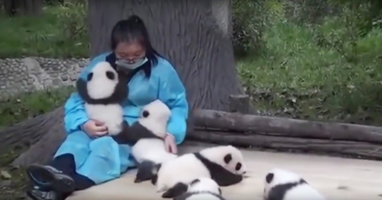 panda-hugger-768×402