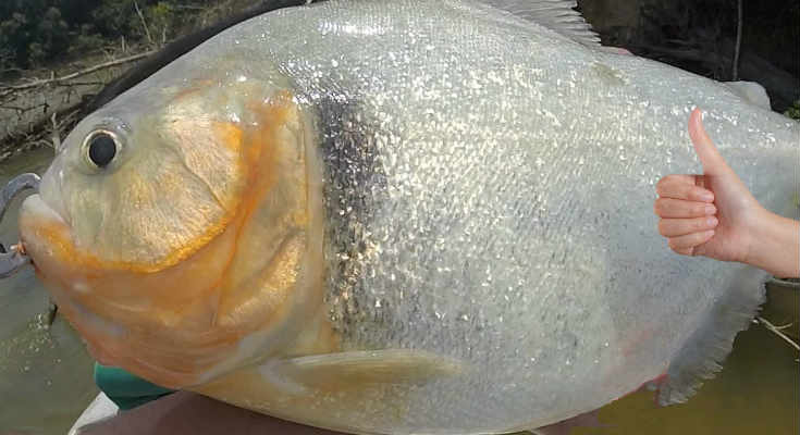 epiase-megalitero-pirancha-planiti-video-1