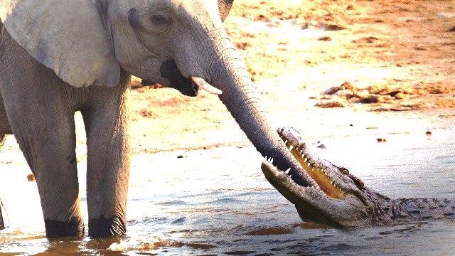 crocodile-attacks-elephant