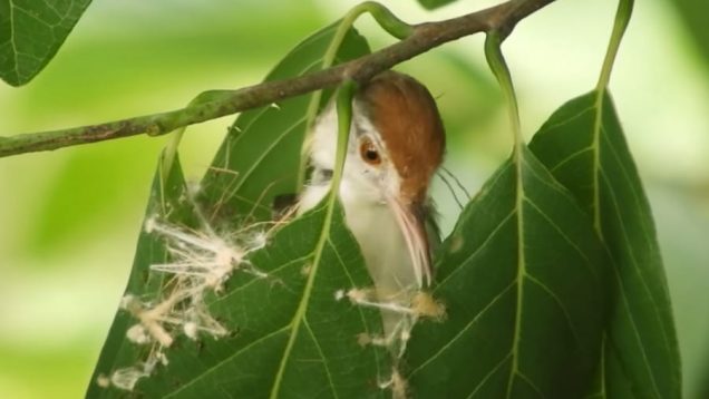 tailorbird-nests