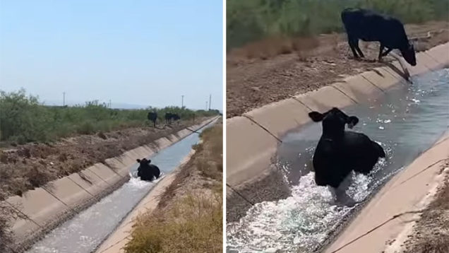 agelada-apolamvanei-nero-san-na-einai-se-water-park