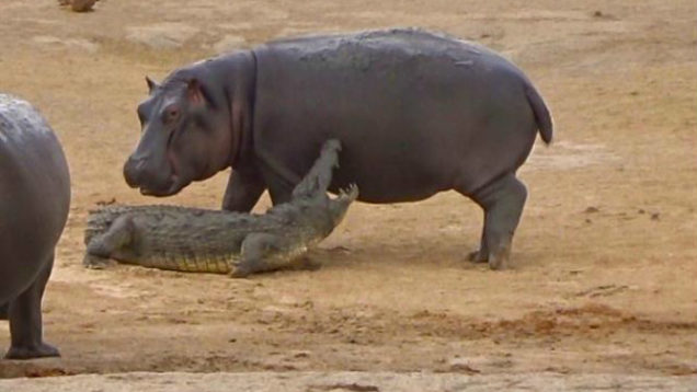 hippo-plays-with-crocodile