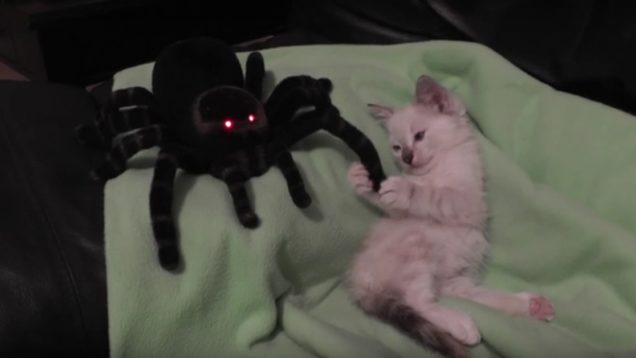 Kitten-Vs-Spider-Cuteness2