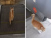 gata-prospathei-na-xrisimopoiisei-antitheti-kyliomeni-skala